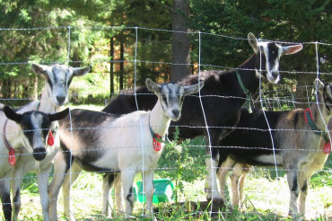 Sage Farm Goat Dairy