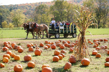 14th Annual Pumpkin Festival at Cedar Circle Farm