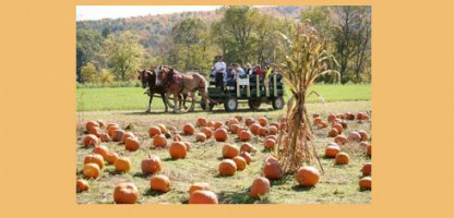 13th Annual Pumpkin Festival at Cedar Circle Pumpkins: Fall Family Fun on the Farm