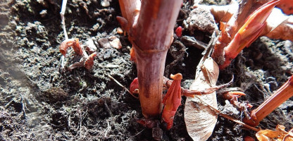 In Season: Japanese Knotweed 