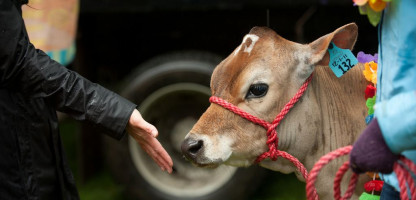 Vermont Classics: Strolling of the Heifers 