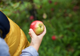 Burtt's Apple Orchard