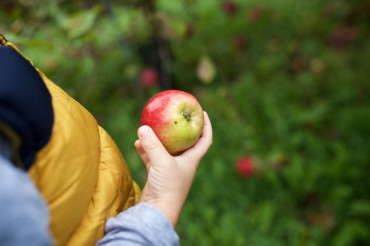 Burtt's Apple Orchard