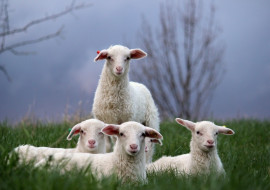 Cate Hill Orchard and Sheep Dairy