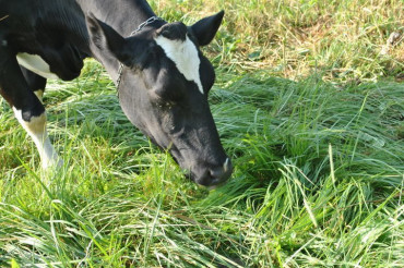 Choiniere Family Farm