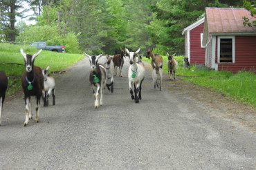 Crooked Mile Cheese
