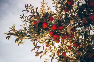 Dolly Gray Orchard