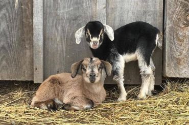 Flatlander Farm