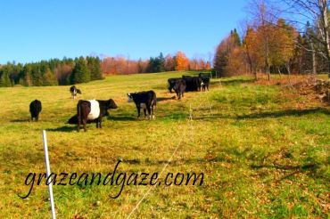 Graze and Gaze Farm