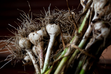 Green Mountain Garlic