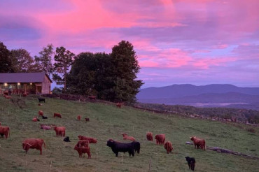 Greenfield Highland Beef