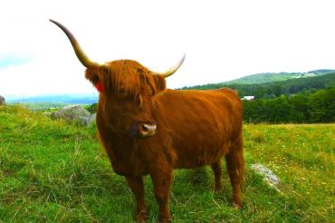 Greenfield Highland Beef