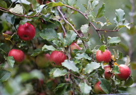 Happy Valley Orchard