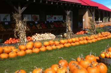 Hartshorn Organic Farm