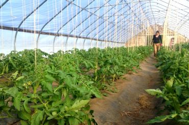 Harvest Hill Farm