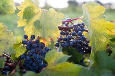 Huntington River Vineyard at Galloping Hill Farm