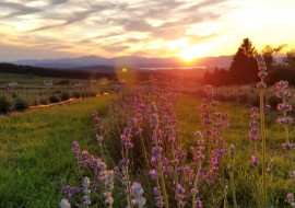 Lavender Essentials of Vermont