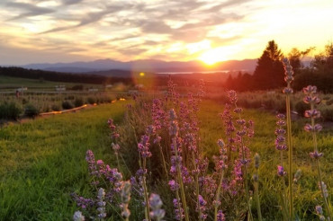 Lavender Essentials of Vermont