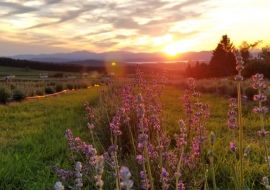 Lavender Essentials of Vermont