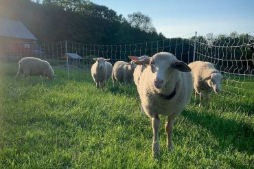 Meadowdale Farm