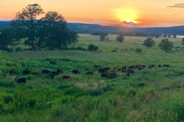 Meeting Place Pastures