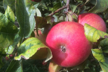 Peck Farm Orchard