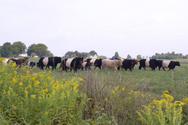 Philo Ridge Farm