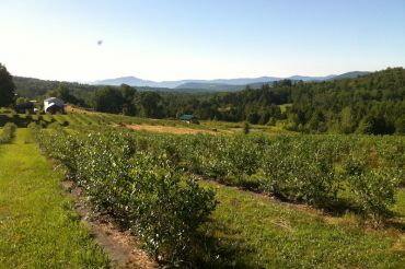 Pure & Simple Organic Farm