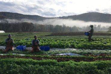 Root 5 Farm