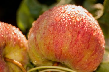 Sadie's Apple Orchard