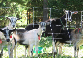 Sage Farm Goat Dairy