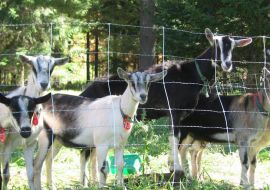 Sage Farm Goat Dairy