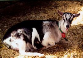 Sage Farm Goat Dairy