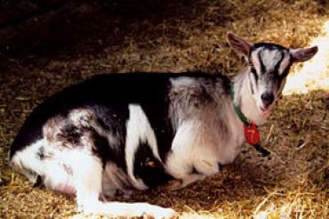 Sage Farm Goat Dairy
