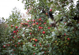 Shelburne Orchards