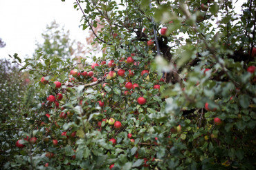 Shelburne Orchards