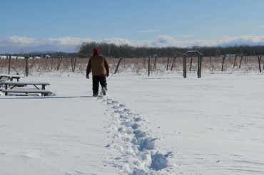 Snow Farm Vineyard - Fox Hill Trail