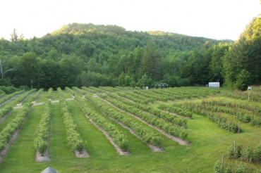 Sunshine Valley Organic Berry Farm