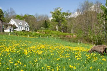 Vermont Grand View Farm