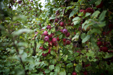 West Swanton Orchard and Cider Mill