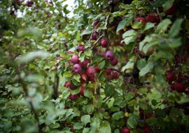 West Swanton Orchard and Cider Mill