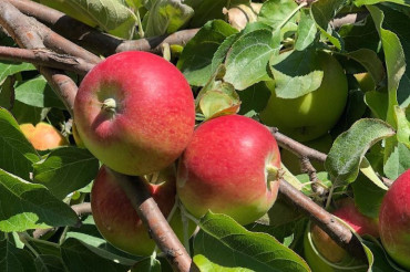 Woodman Hill Orchard