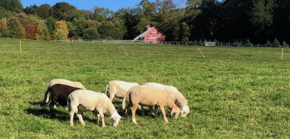 From Grass to Table: VT Sheep Farmers