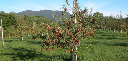 Apple Butter