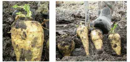 Over-wintered Parsnips and other sure signs of Spring