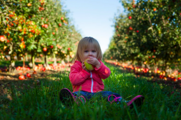 Tis' the APPLE season! 