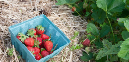 Pick-Your-Own Berries Across Vermont