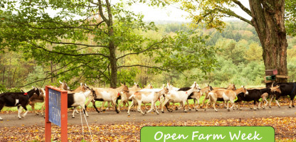 Open Farm Week Events: Thursday