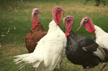 2019 Vermont Fresh Network Local Turkey Finder