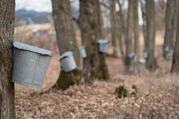 Sweet Stays! Maple Season Deals at Vermont Inns and B&Bs